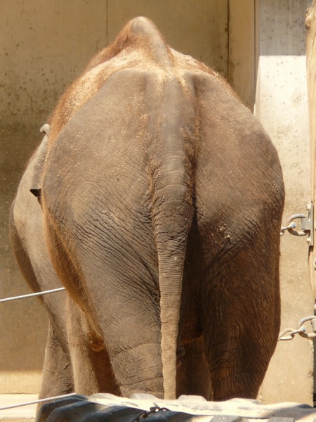 elephant tail rear
