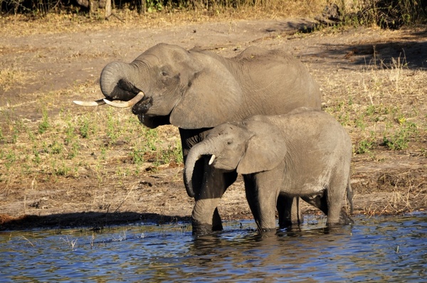 elephant water elephant elephant calf