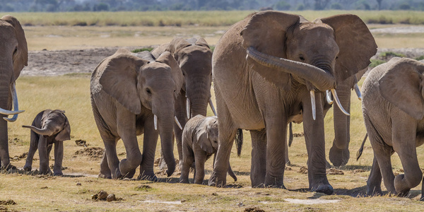 elephants herd amboseli