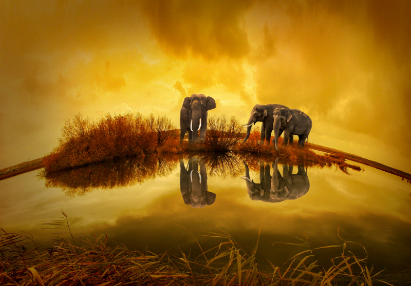 elephants herd picture elegant contrast twilight reflection scene 