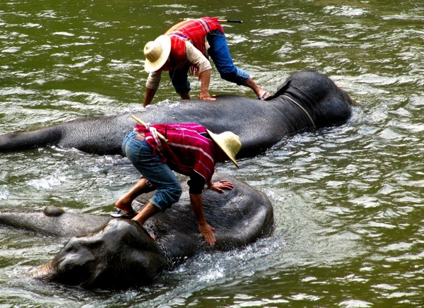 elephants men washing