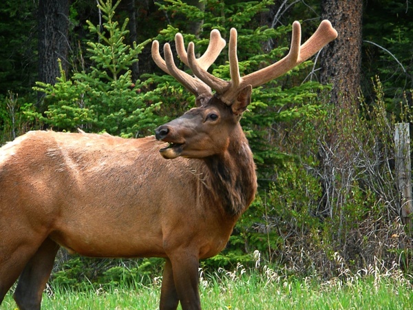 elk animal wild life
