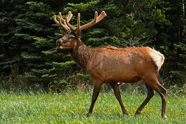 elk banff national park canada 