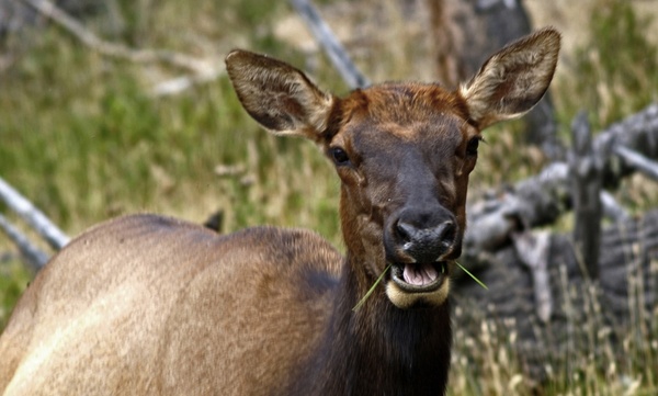 elk female animal