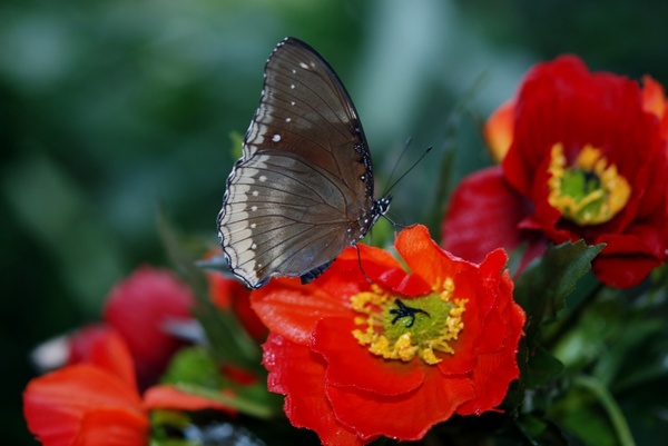 elymnias hypermnestra butterfly animal
