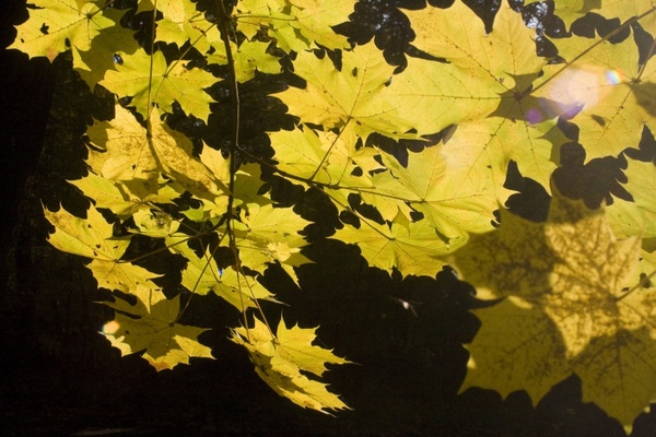 emerge leaves maple
