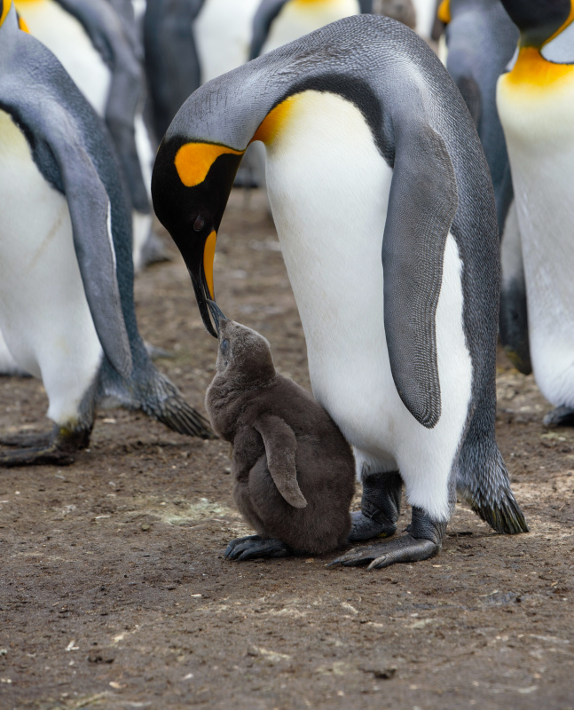 emperor penguin family picture cute dynamic closeup