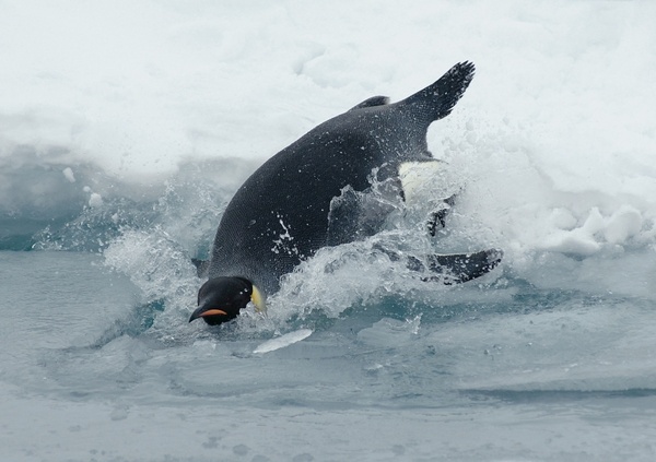 emperor penguin penguin aptenodytes forsteri 