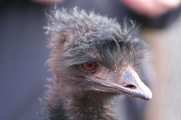 emu 