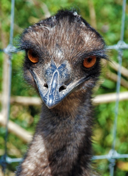emu bird zoo