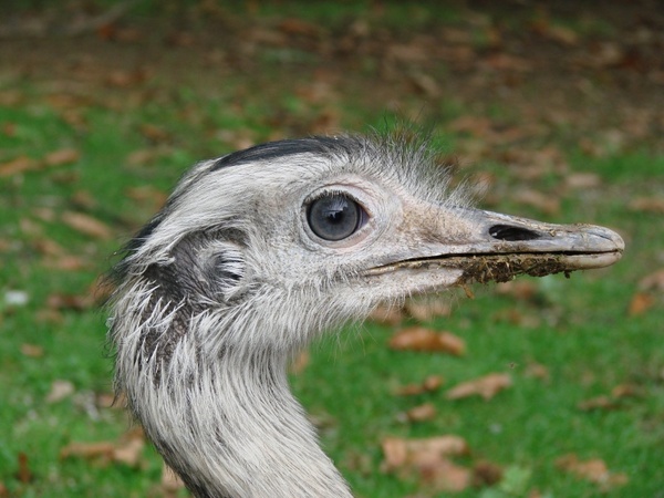 emu wild animal bird