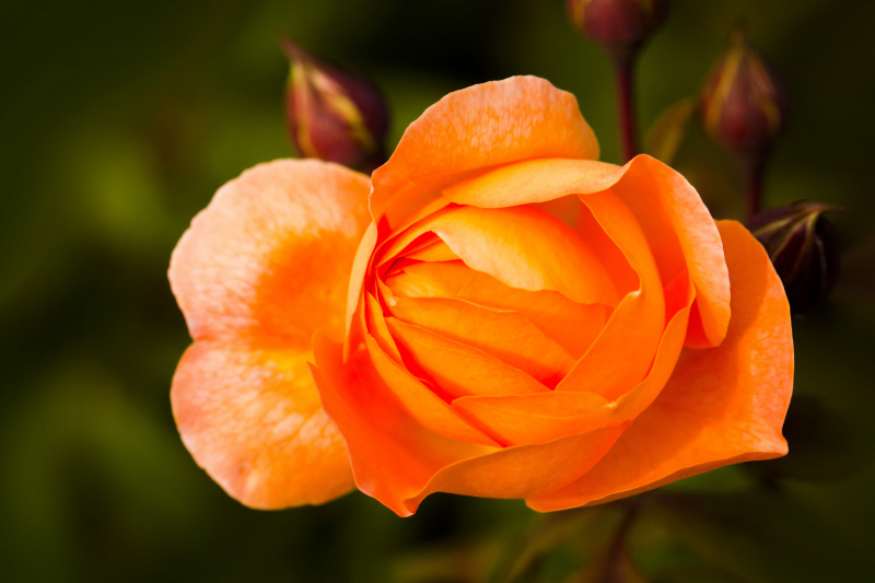 english shrub rose picture elegant closeup 