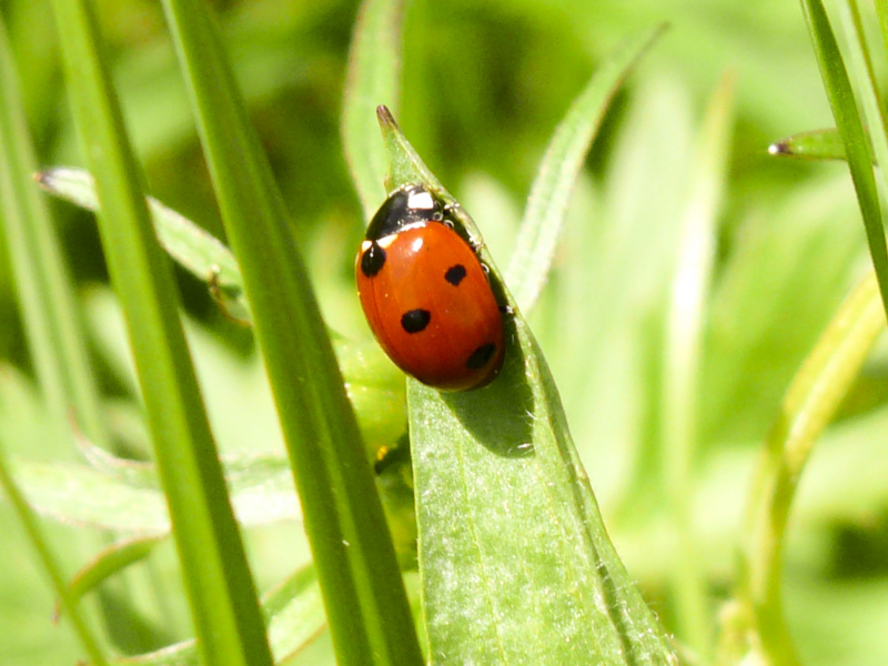 environment backdrop ladybug leaf closeup