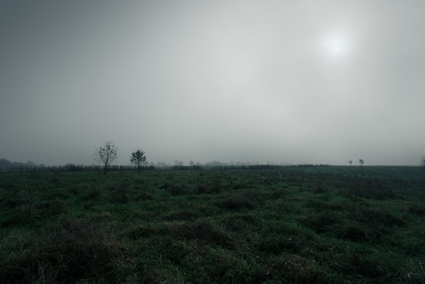 environment field fog forest grass haze horizon