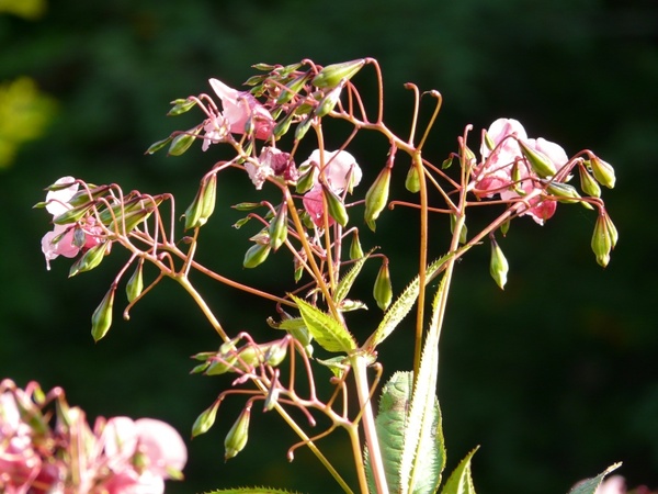 epilobium-springkraut plant flower