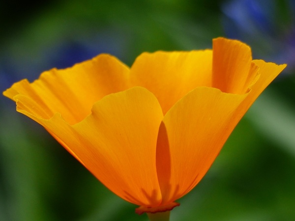 eschscholzia californica poppy flower