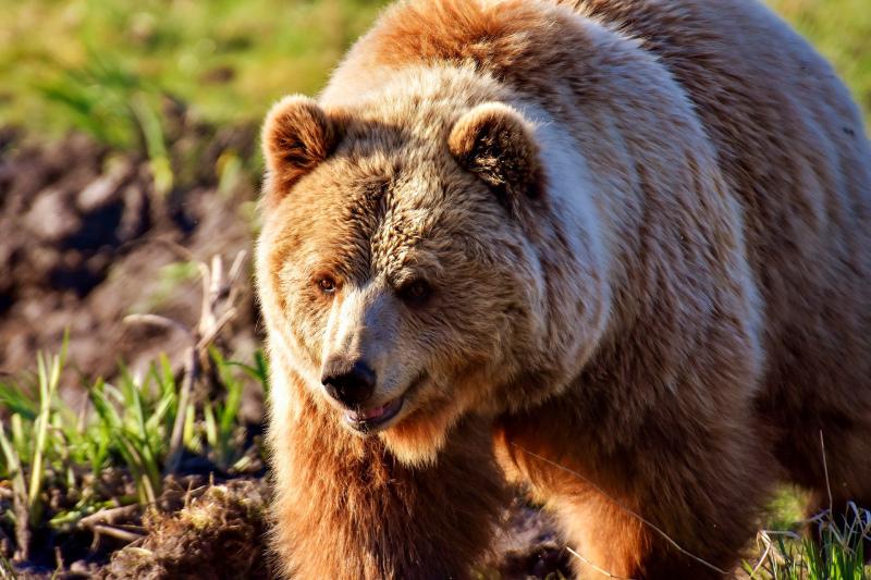 european brown bear picture contrast realistic 