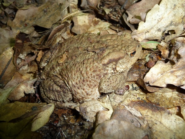european toad macro closeup