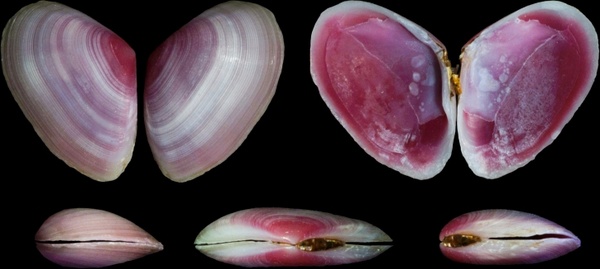 eurytellina lineata shells seashells 