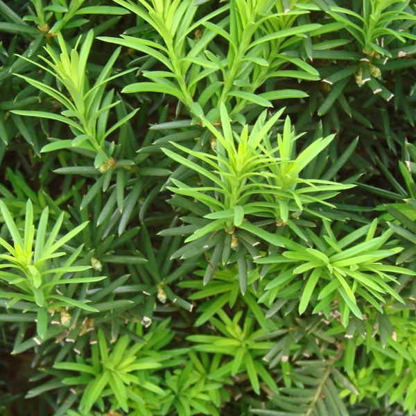 evergreen bush