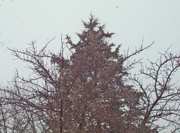 evergreen tree in a snowstorm