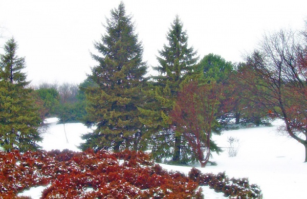 evergreen trees in snow