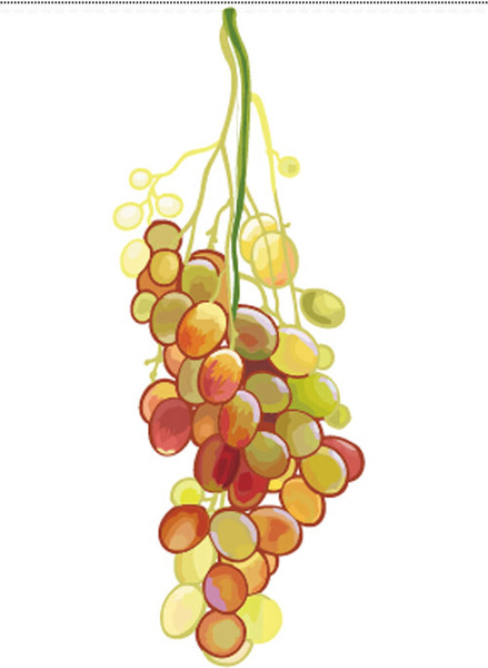 excellent hand drawn grapes vector graphics