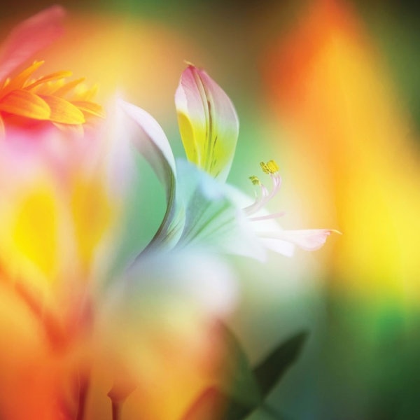 exquisite fantasy flowers 05 hd picture 