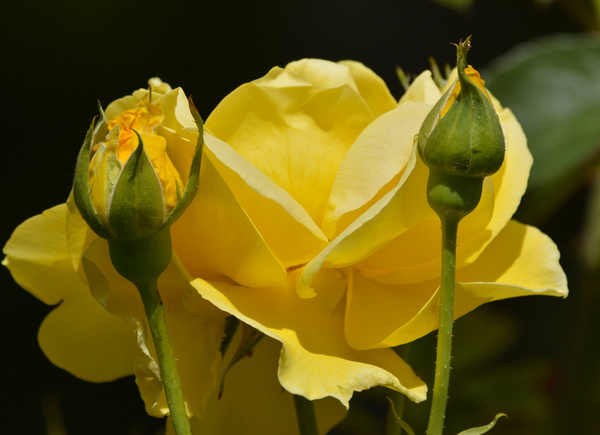 exquisite yellow rose