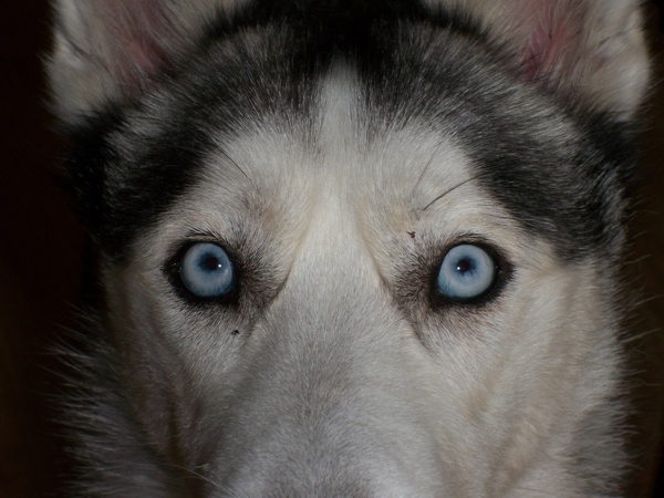eyes blue siberian husky