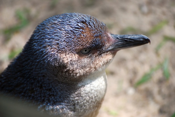 fairy penguin penguin australia