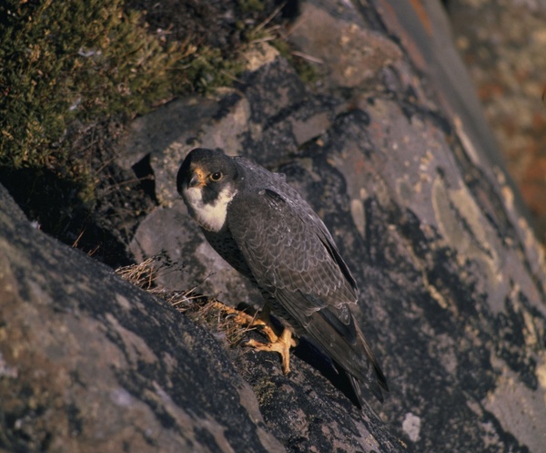 falcon bird cliff