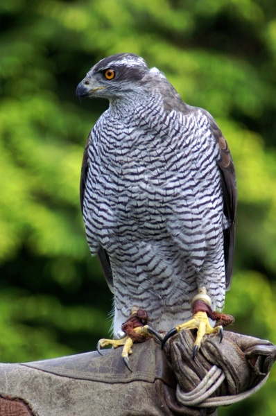 falcon bird nature