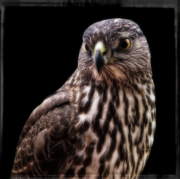 falcon frame wild 