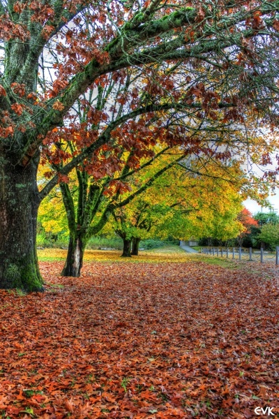 fall autumn trees