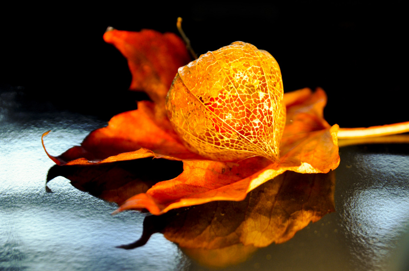 fall backdrop picture contrast closeup floral leaf