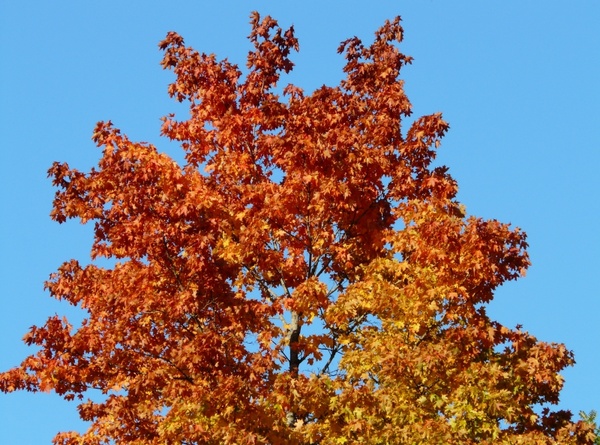 fall color tree maple