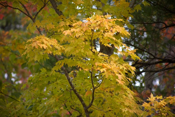fall foliage autumn leaves