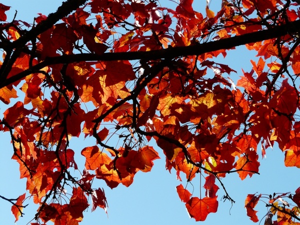 fall foliage contrast color