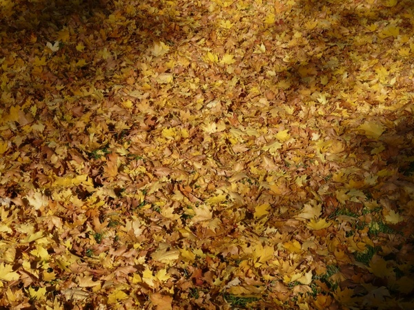 fall foliage fallen covered