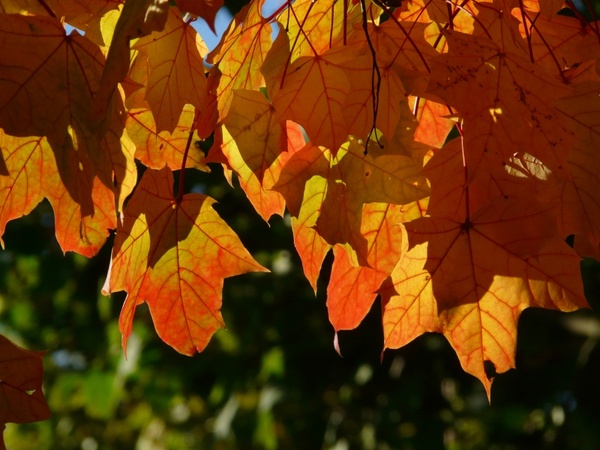 fall foliage leaves depend