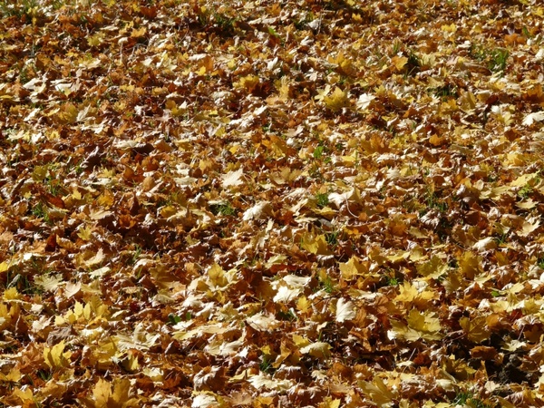 fall foliage leaves maple leaves
