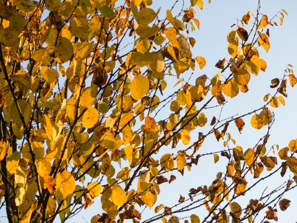 fall leaves in tree