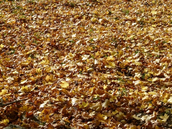 fall leaves leaves maple leaves