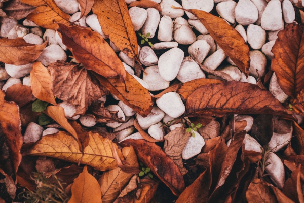 fall leaves stones