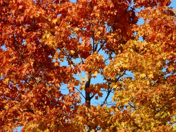 fall leaves tree maple