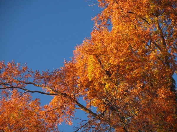 fall oak tree
