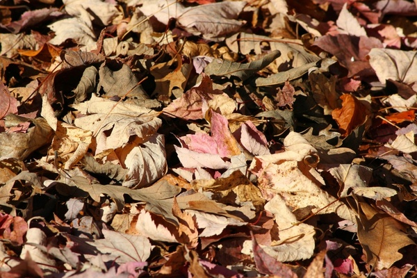 fallen leaves autumn forest floor