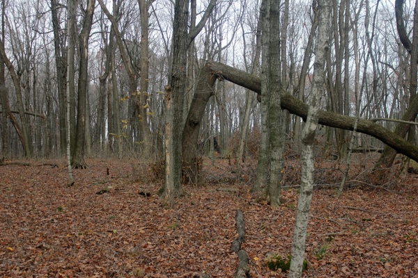 fallen over tree in blue mound state park wisconsin