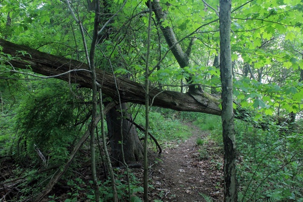 fallen tree gate at eerie bluffs state park ohio 